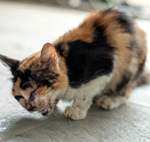 gato com bola de pelo tossindo