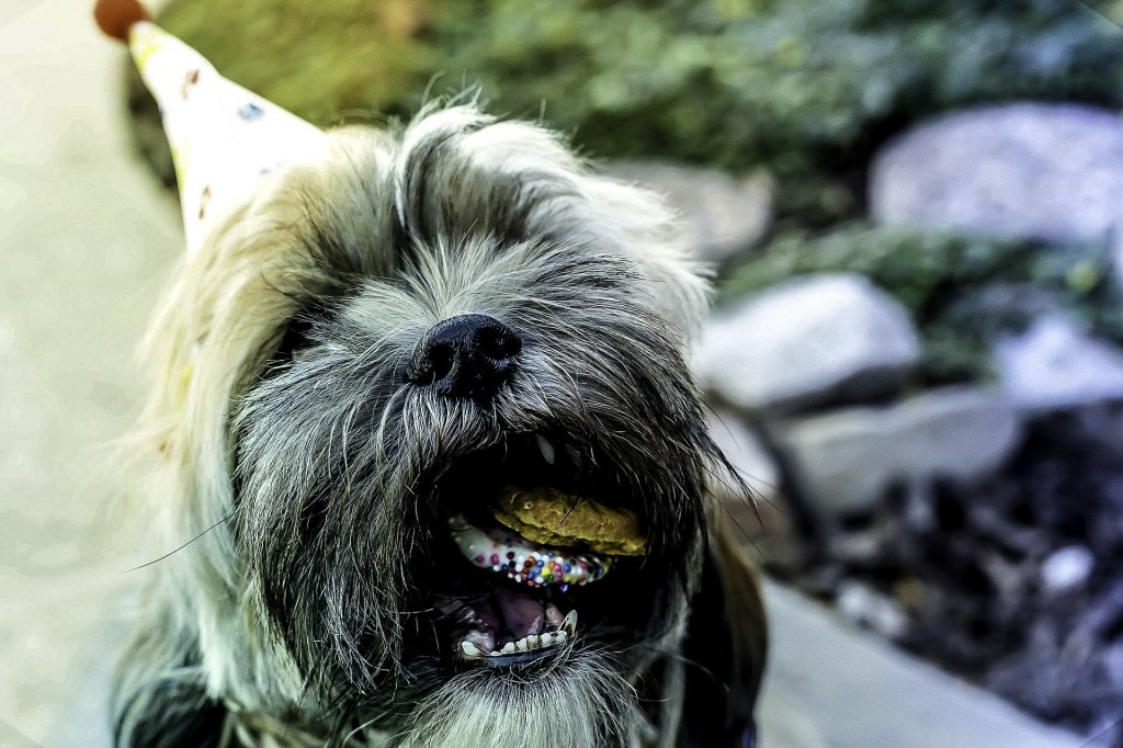 bolo de aniversário para cachorro