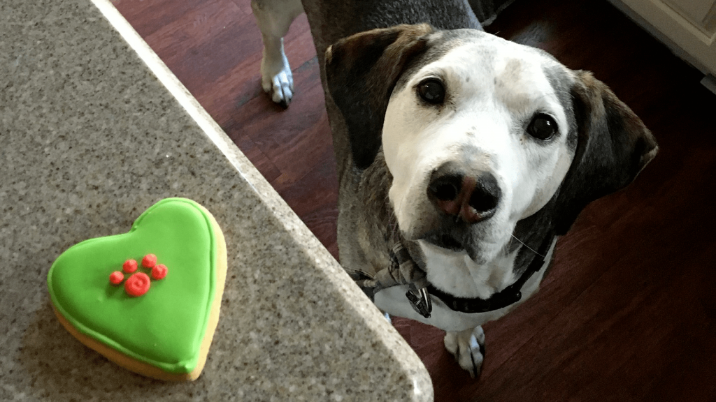 bolo de aniversario para cachorro