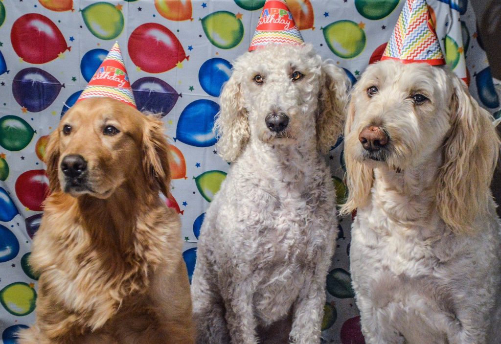 aniversário para cachorro