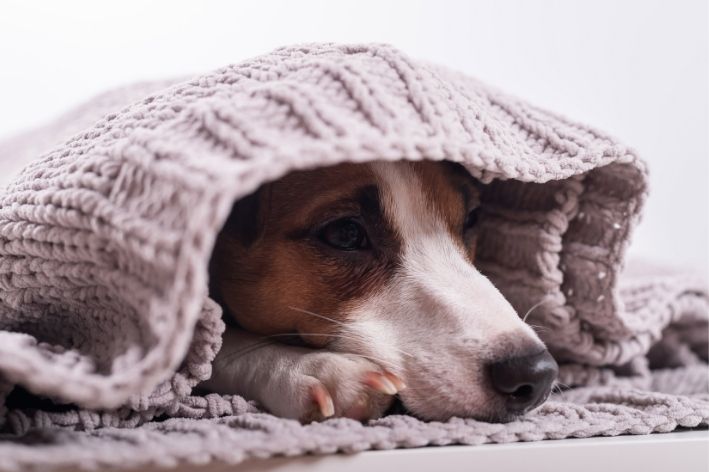 cachorro com medo de chuva escondido