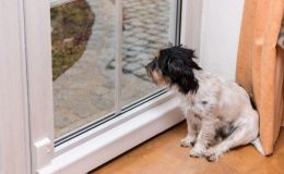 cachorro com medo de chuva