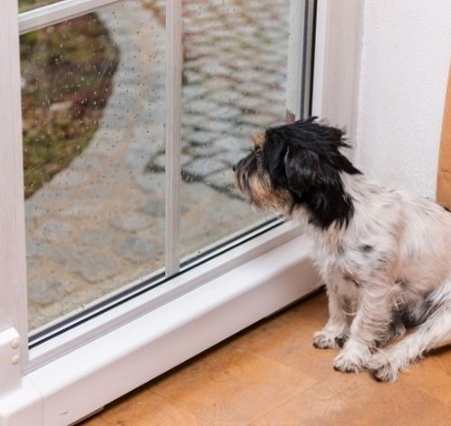 cachorro com medo de chuva