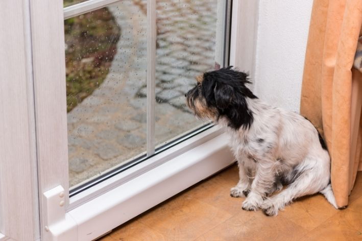 cachorro com medo de chuva