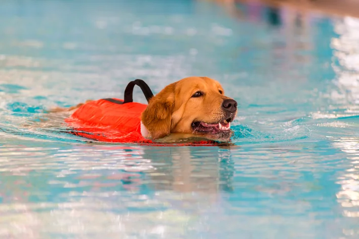 Cachorro realização sessão de hidroterapia