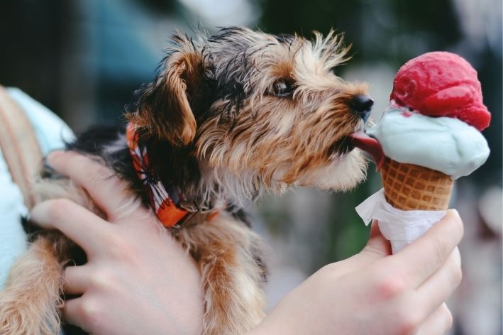 cachorro pode comer açúcar