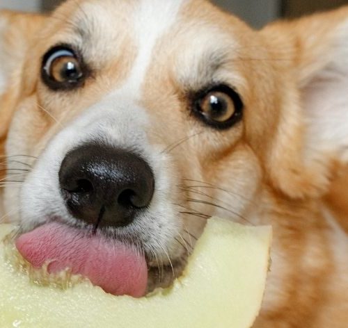 cachorro pode comer açúcar