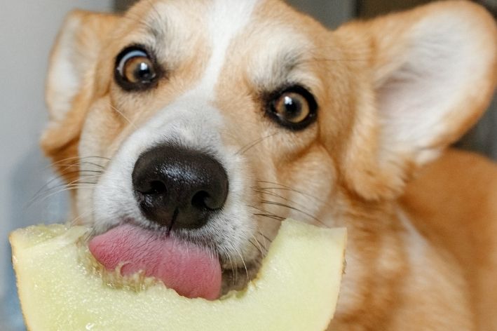 cachorro pode comer açúcar