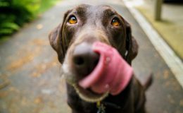 cachorro pode comer gelatina