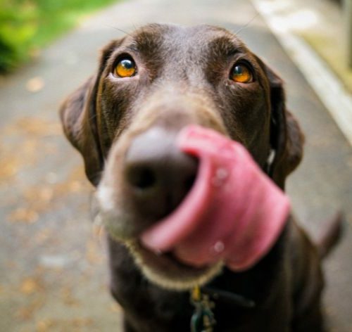 cachorro pode comer gelatina