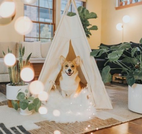 casinha de cachorro moderna e estilosa