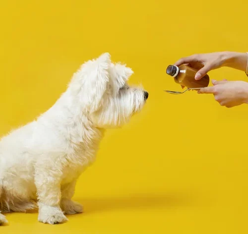 pessoa dando remédio para cachorro