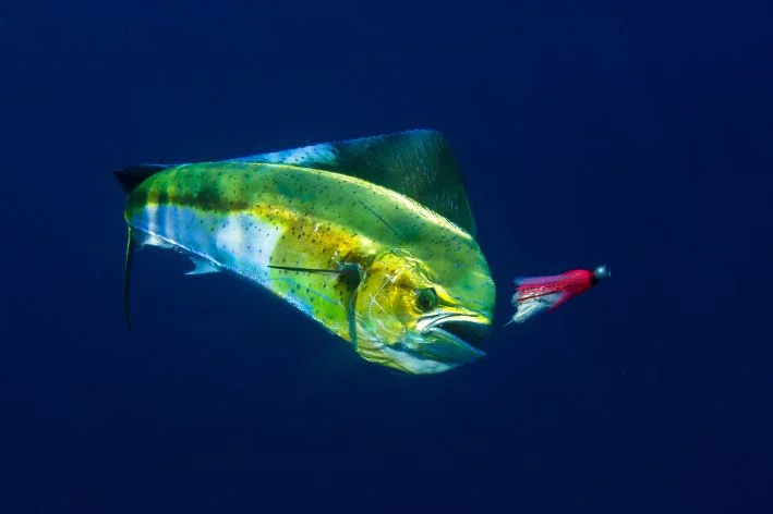 peixe dourado do mar