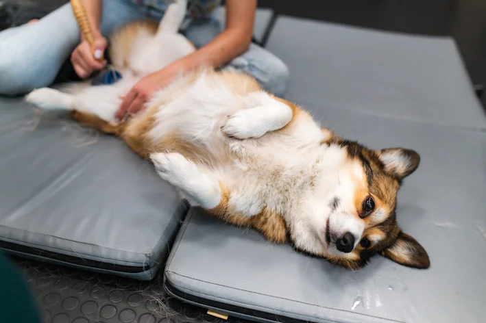 Cachorro em sessão de fisioterapia particular