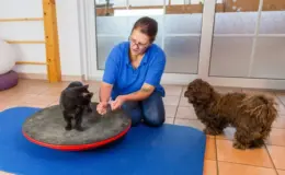 mulher aplicando fisioterapia para cachorro