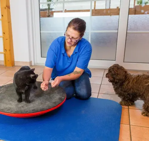 mulher aplicando fisioterapia para cachorro