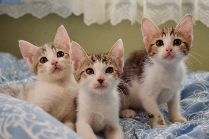 gatos filhotes sentados olhando para frente