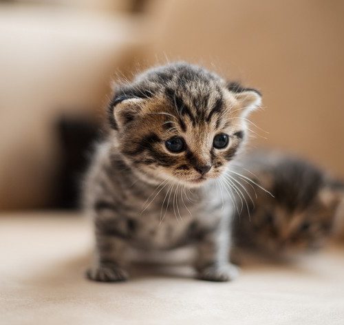 gato filhote de 2 meses pode ficar sozinho