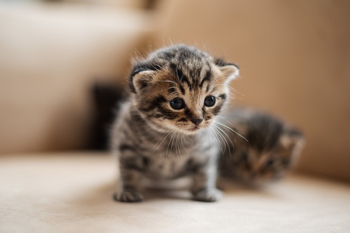 gato filhote de 2 meses pode ficar sozinho