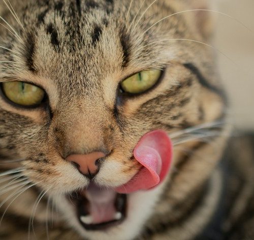 gato pode comer gelatina