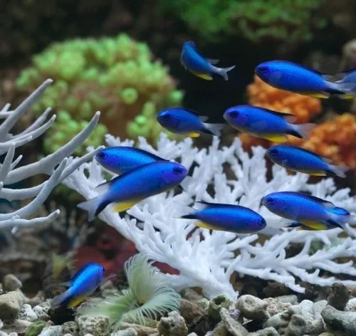 nomes de peixe fáceis de encontrar