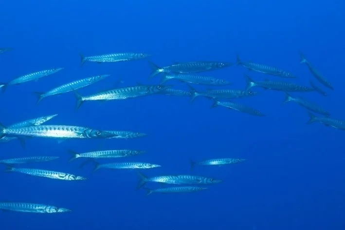 cardume de peixes-bicuda