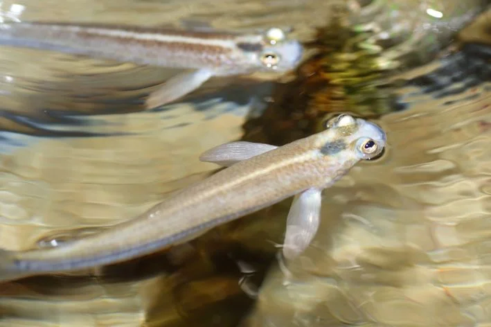 peixes quatro-olho