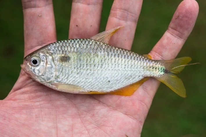 homem segurando um peixe lambari