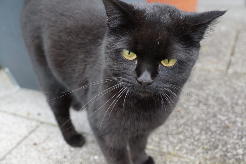 Remédio caseiro para gato com problema renal