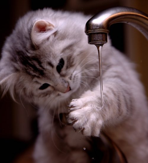 Remédio caseiro para gato com problema renal