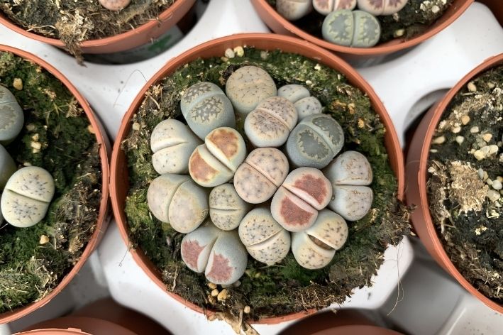 espécie lithops suculentas raras