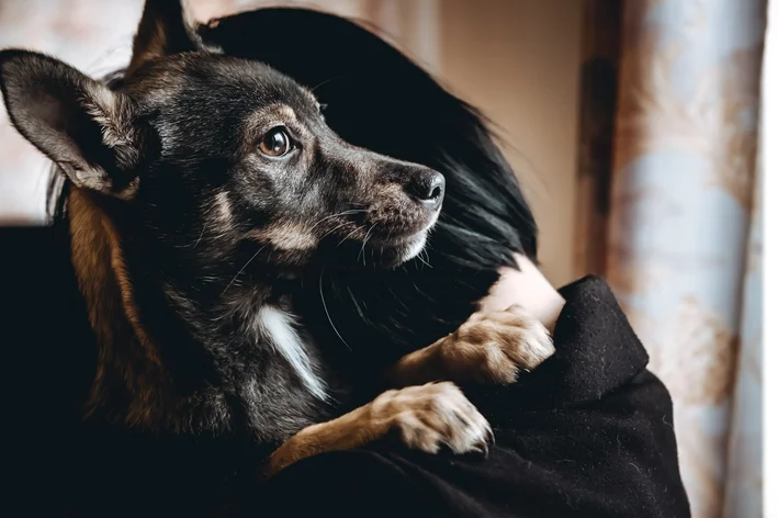 luto por cães