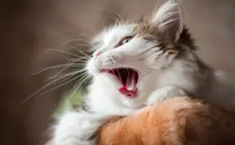 gato branco com sintoma de engasgo