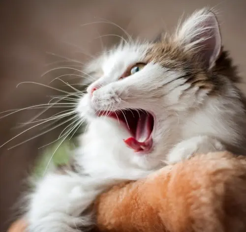 gato branco com sintoma de engasgo