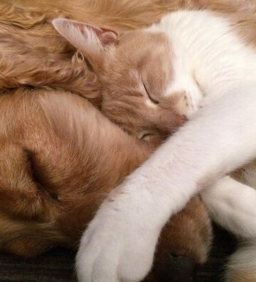 cachorro e gato