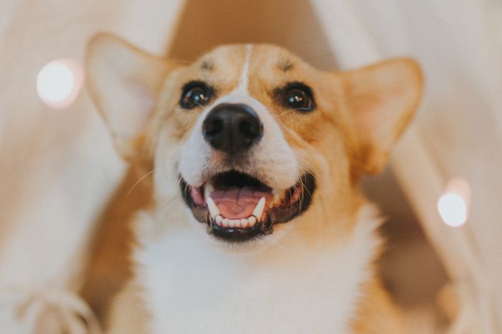 cachorro da rainha elizabeth corgi com a boca aberta olhando para cima