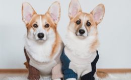 corgis com roupinhas sentados