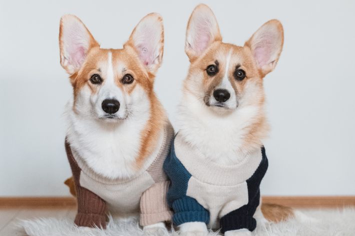 corgis com roupinhas sentados