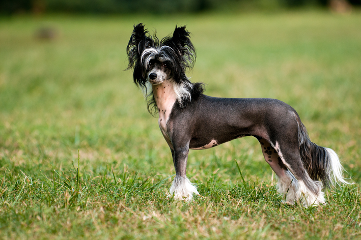 O Cão de Crista Chinês também é um cachorro sem pelo