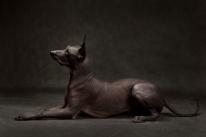 O incrível Cão Sem Pelo Mexicano