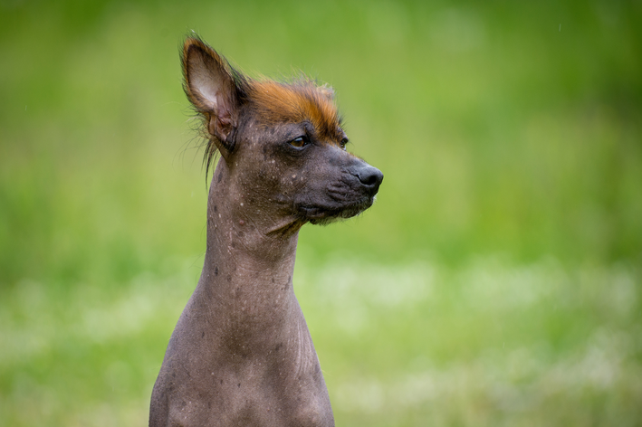 O Cão Sem Pelo Peruano