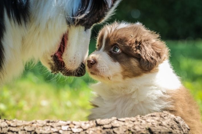 filhote não vacinado pode ter contato com outro cachorro que está na casa