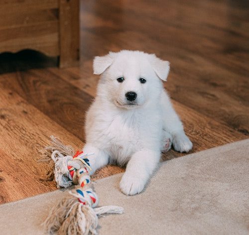 filhote não vacinado pode ter contato com outro cachorro