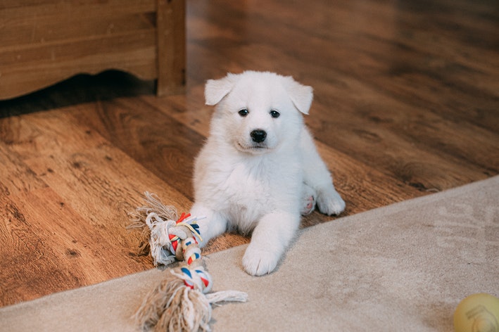 filhote não vacinado pode ter contato com outro cachorro