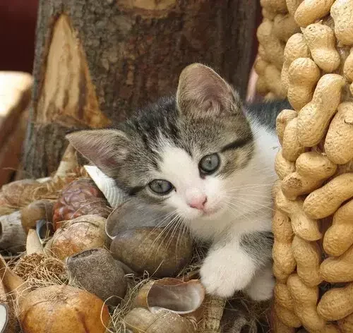 gato comendo amendoim
