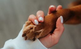 luto pet por um bichinho de estimação