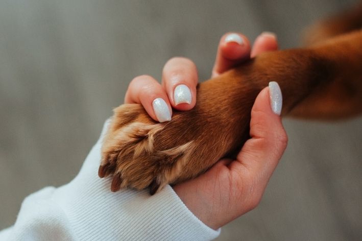 luto pet por um bichinho de estimação