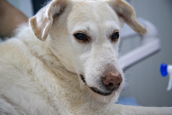 O que é cinomose canina e quais os sintomas