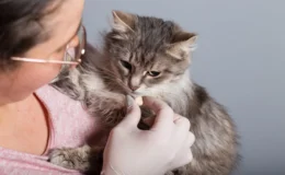 mulher dando dipirona para gato