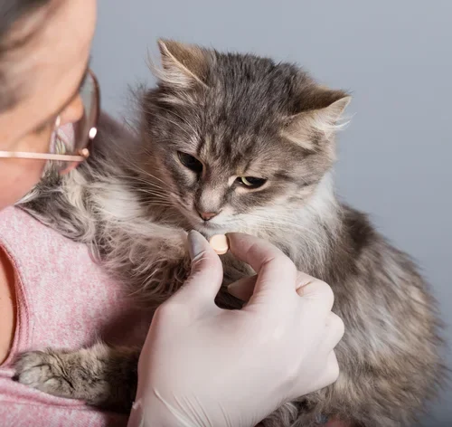 mulher dando dipirona para gato
